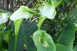 Green goddess arum